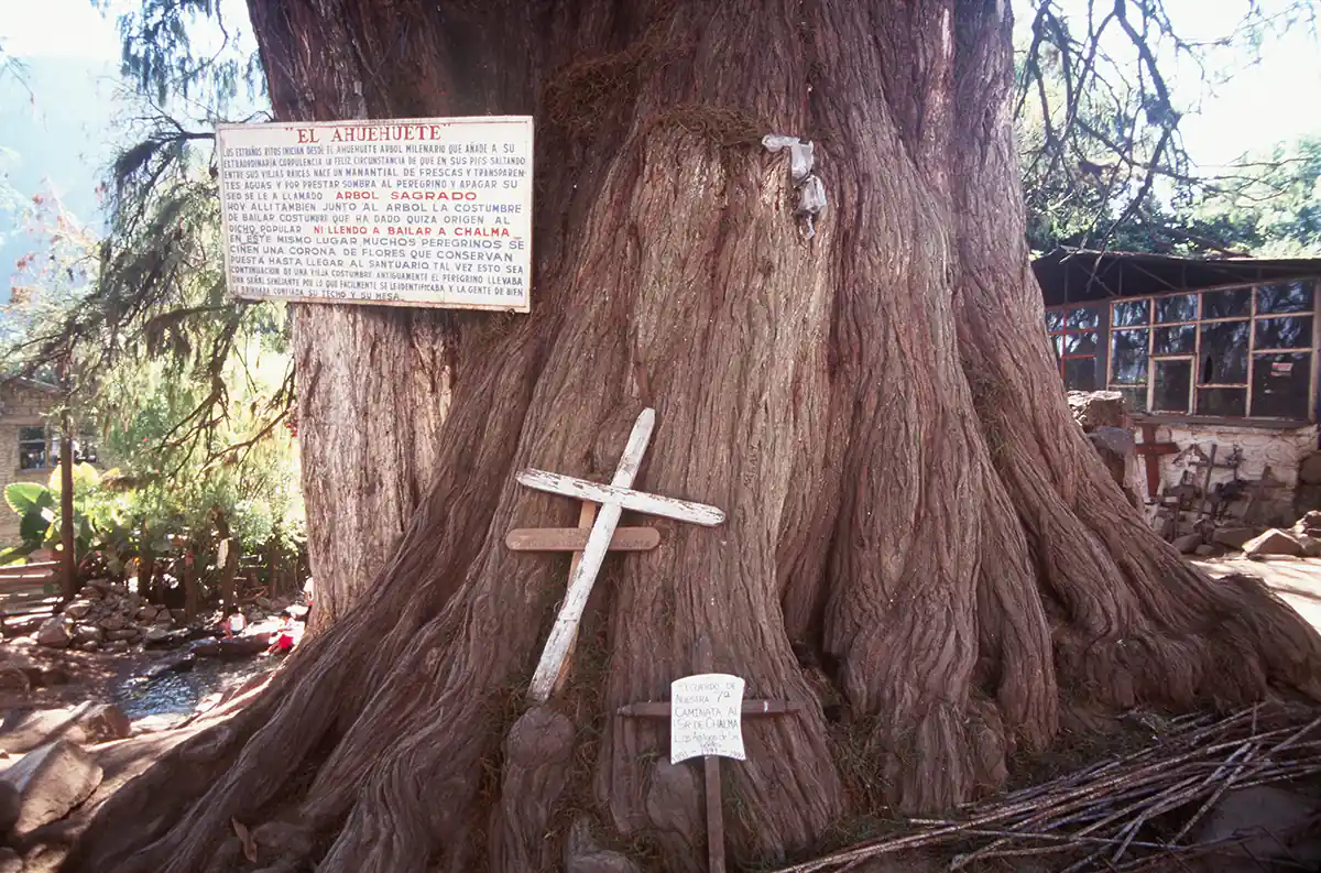 Sacred tree of Ahuehuete, Mexico Sacred tree of Ahuehuete, Mexico
