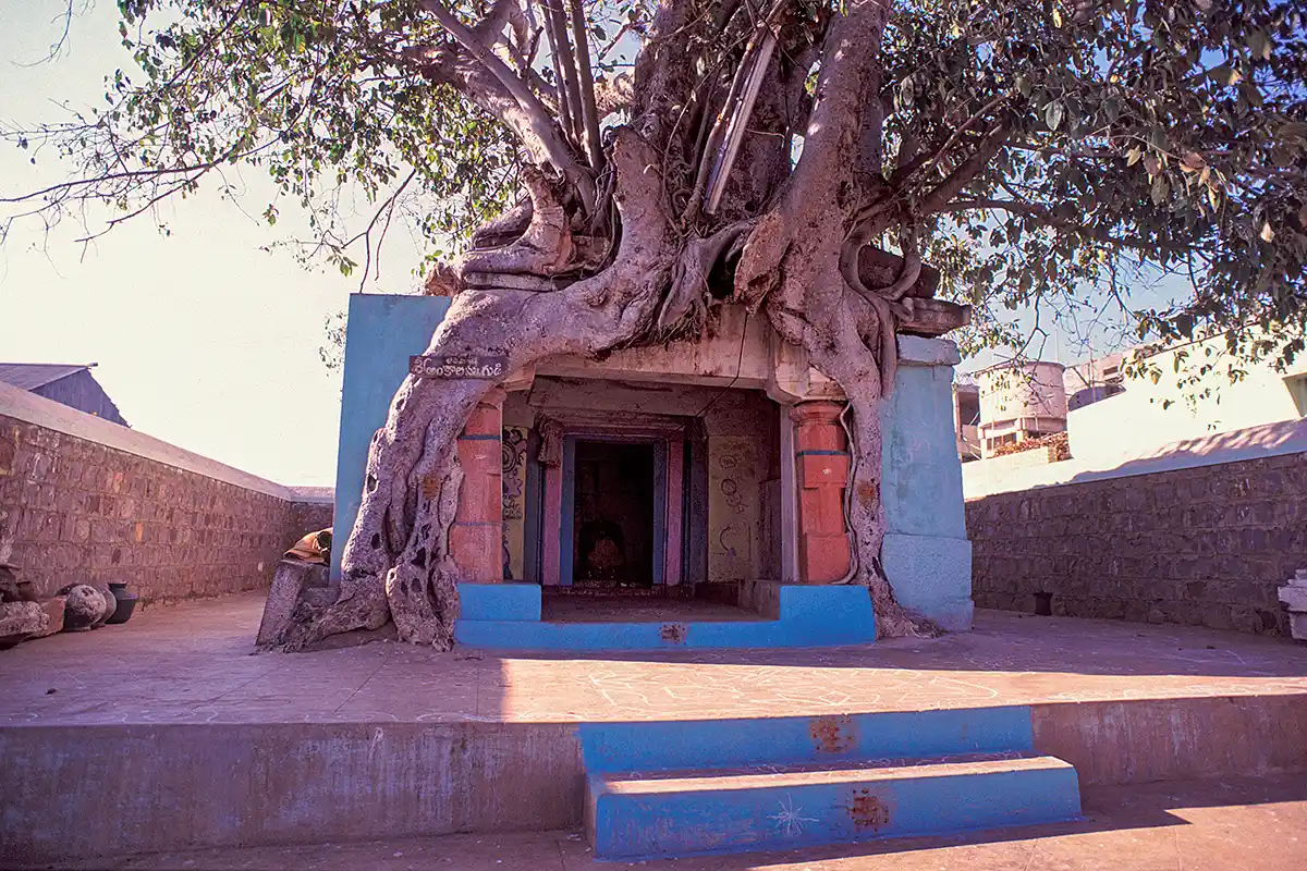 Roadside tree-shrine, south India
