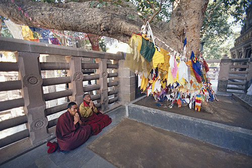 Buddhist Monks at Bodhi Tree, Bodh Gaya